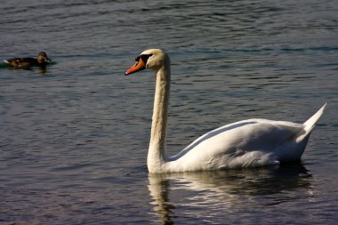 Dilsiz kuğu (Kuğu rengi))
