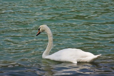 Dilsiz kuğu (Kuğu rengi))