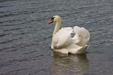 Dilsiz kuğu (Kuğu rengi))
