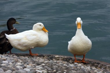 Yaban ördeği - anas platyrhynchos