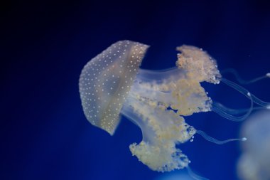 Beyaz benekli denizanası - Phyllorhiza punctata