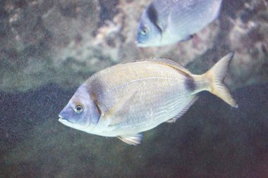 Deniz çipura-Diplodus sargus 