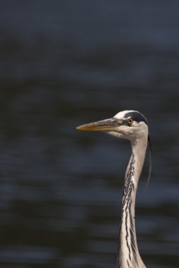 Gri Heron (Ardea cinerea) 