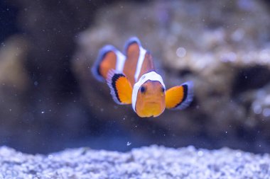 Palyaço balığı - Amphiprion Ocellaris