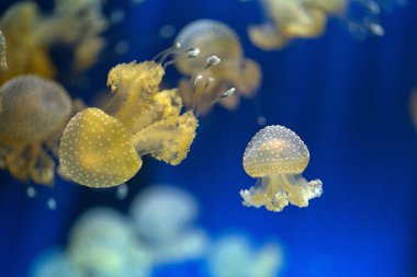 Beyaz benekli denizanası - Phyllorhiza punctata