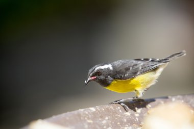 Sarı şeker kuşu - Coereba flaveola - şeker kuş