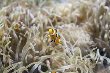 Palyaço balığı - Amphiprion Ocellaris