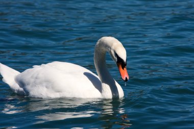 Dilsiz kuğu (Kuğu rengi))