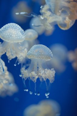 Beyaz benekli denizanası - Phyllorhiza punctata