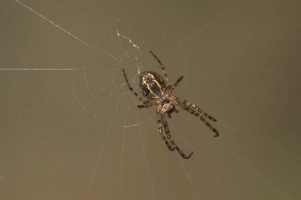 Spinne und ihr klebriges Netz — Stockfoto