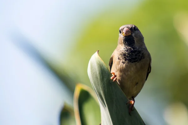 Домашний воробей - pfdomesticus — стоковое фото