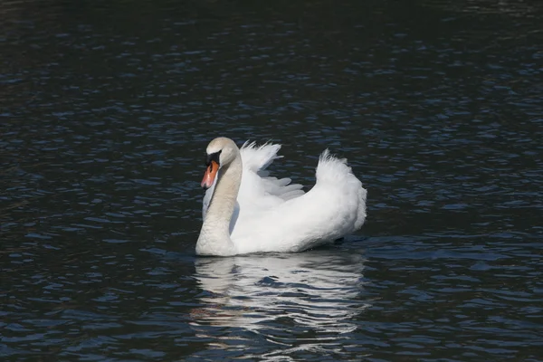 Höckerschwan (Cygnus olor)) — Stockfoto