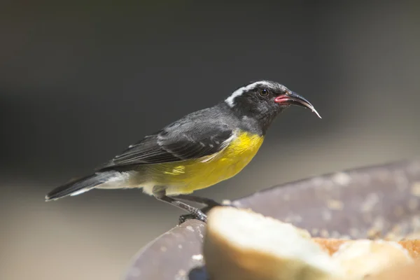 Бананакит - Coereba flaveola - сахарная птица — стоковое фото