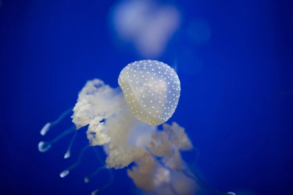 Bílá skvrnitý medúzy - Phyllorhiza punctata — Stock fotografie