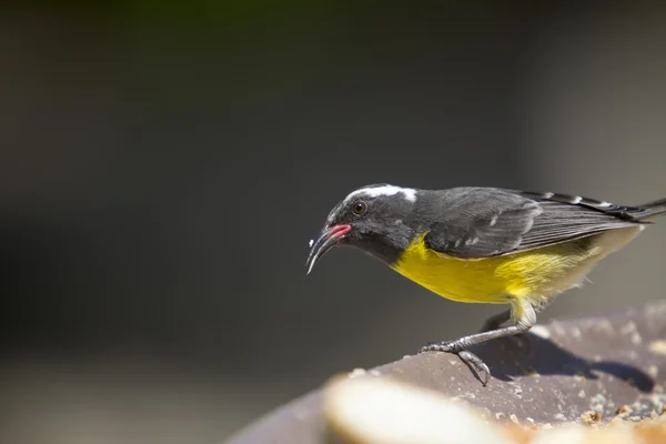 Bananaquit-Coereba flaveola-설탕 새 — 스톡 사진