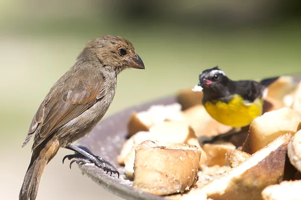 Bananaquit-Coereba flaveola-설탕 새 — 스톡 사진