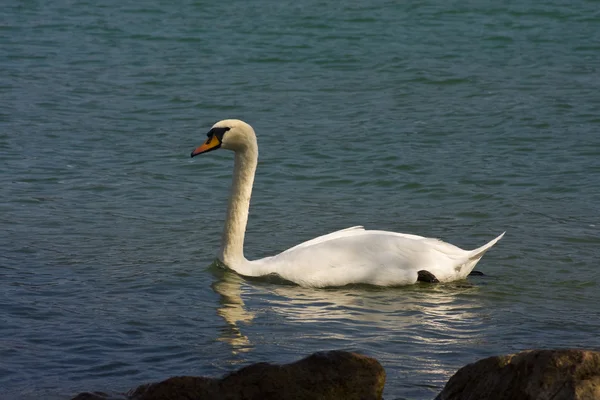 Cisne mudo (Cygnus olor) — Foto de Stock