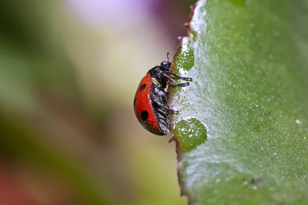 Mariquita roja - Coccinellidae — Foto de Stock