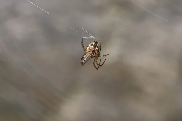 Spinne und ihr klebriges Netz — Stockfoto