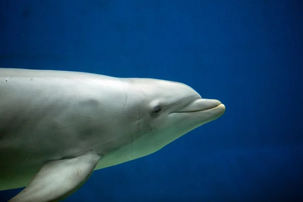 Delfín nariz de botella común (Tursiops truncatus) — Foto de Stock
