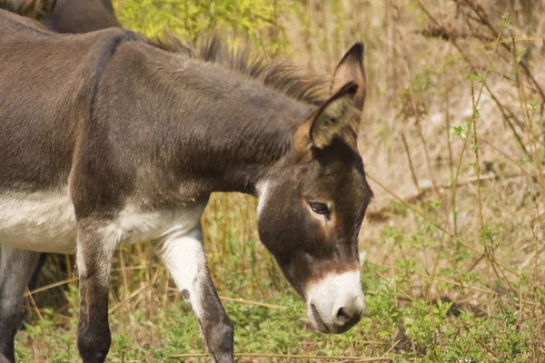 Γαϊδούρι (Equus asinus Αφρικανός) — Φωτογραφία Αρχείου