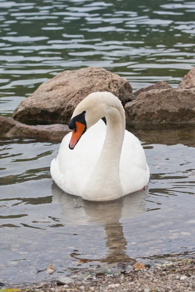 Cisne mudo (Cygnus olor) —  Fotos de Stock