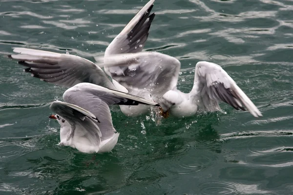 Gaviota o gaviota — Foto de Stock