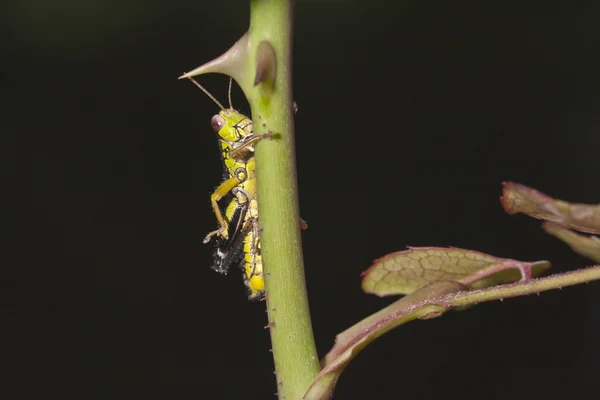 Grillo verde en una planta — Foto de Stock