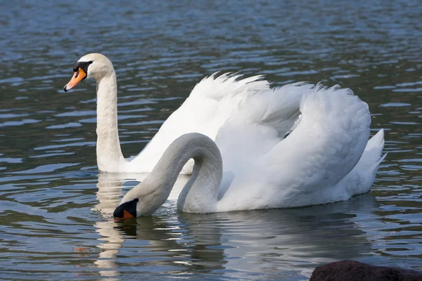 Cisne mudo (Cygnus olor) —  Fotos de Stock