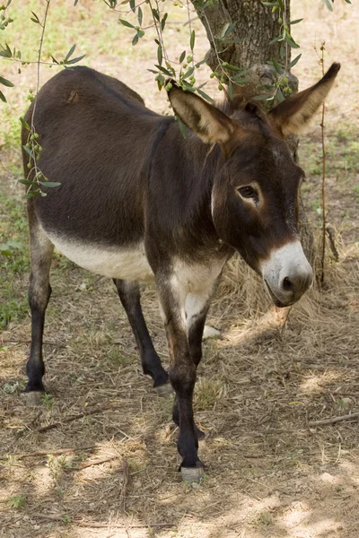 Âne (Equus africanus asinus) ) — Photo