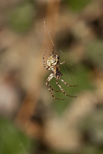 Spinne und ihr klebriges Netz — Stockfoto