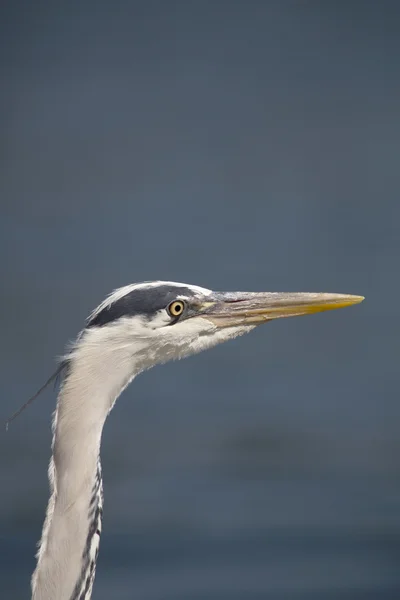 Grey heron (Ardea cinerea) — Stock Photo, Image