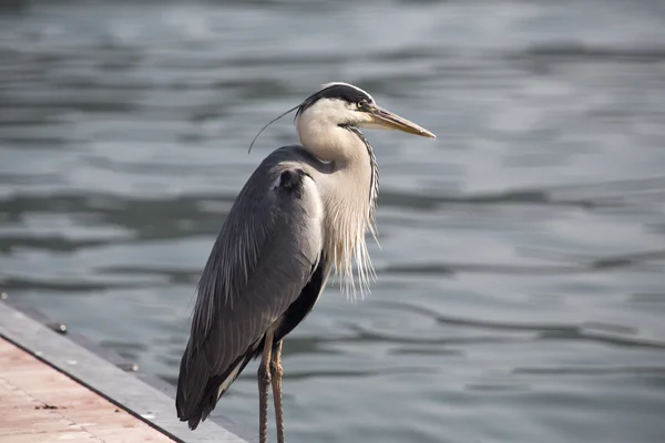 Γκρι Ήρων (Ardea cinerea) — Φωτογραφία Αρχείου