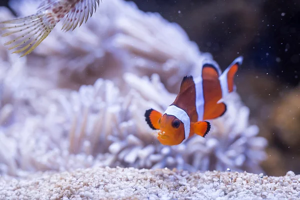 Clownfish - Amphiprion Ocellaris — Stock Photo, Image