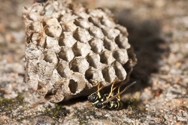 Honey bee - Apis — Stock Photo, Image