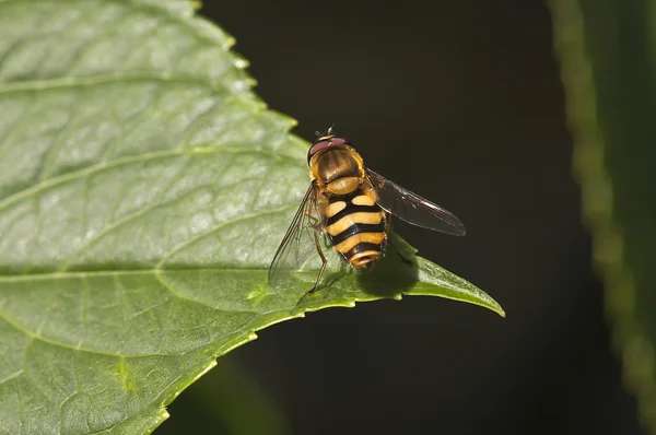 Honey bee - Apis — Stock Photo, Image