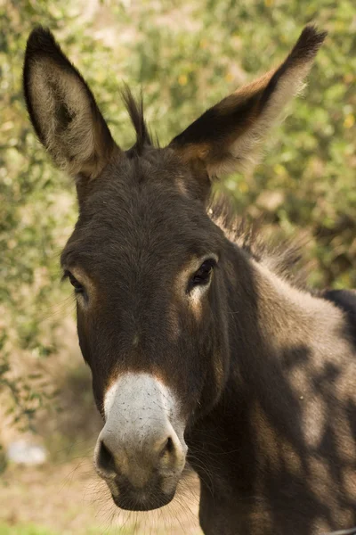 Віслюк (Equus Africanus asinus ) — стокове фото