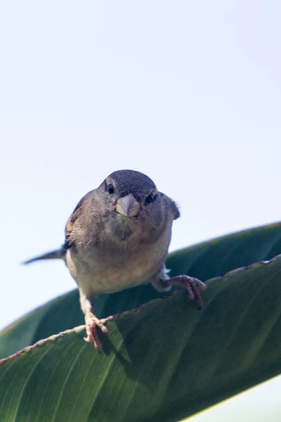 Moineau domestique - passant domesticus — Photo