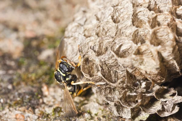 Honey bee - Apis — Stock Photo, Image