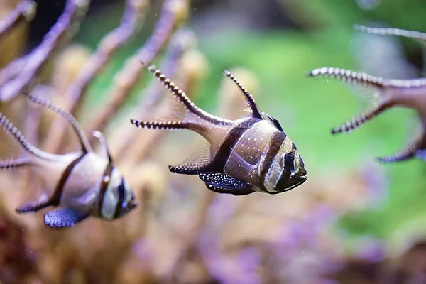 The Cardinalfish - Pterapogon kauderni — Stock Photo, Image