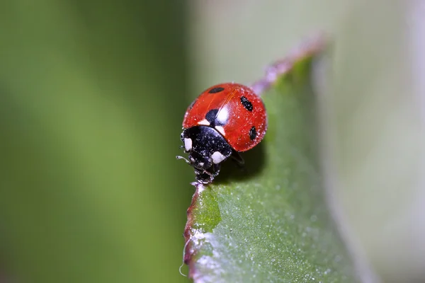 Mariquita roja - Coccinellidae — Foto de Stock