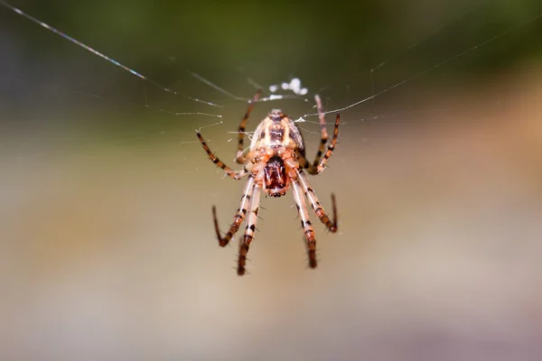 Spinne und ihr klebriges Netz — Stockfoto