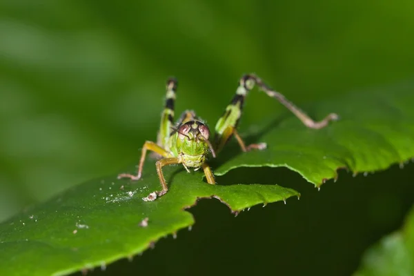 Grillo verde en una planta — Foto de Stock