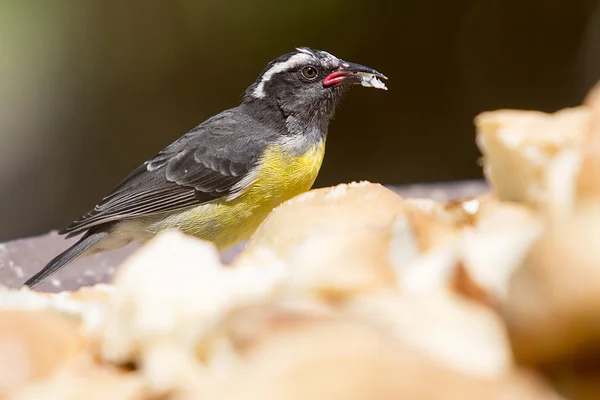 Bananaquit - Coereba flaveola - o pássaro de açúcar — Fotografia de Stock