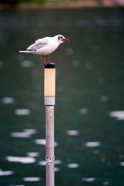 Gaivota ou gaivota — Fotografia de Stock