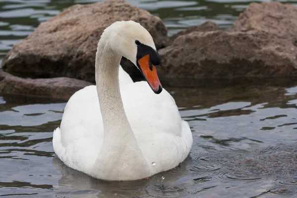 Höckerschwan (Cygnus olor)) — Stockfoto