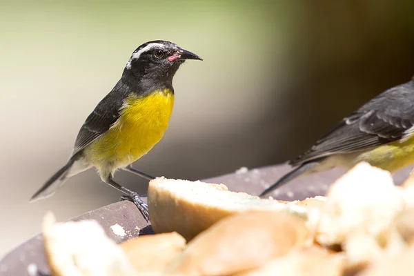 Бананакит - Coereba flaveola - сахарная птица — стоковое фото