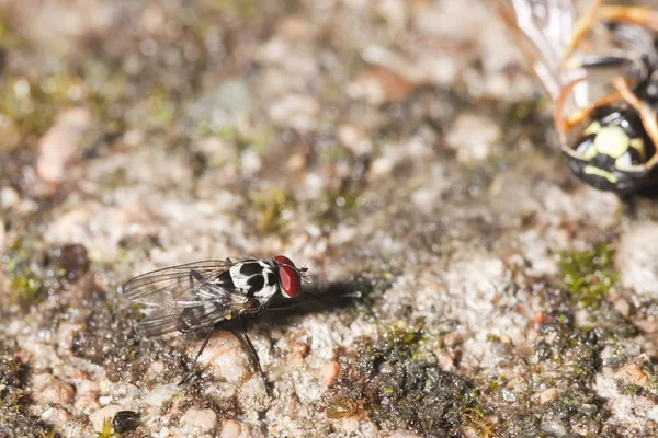 Common flesh fly (Sarcophaga carnaria) — Stock Photo, Image