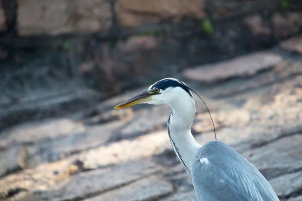 Grey heron (Ardea cinerea) — Stock Photo, Image