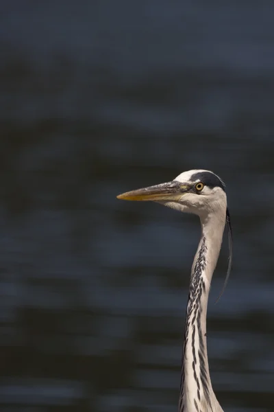 Garça cinzenta (Ardea cinerea) — Fotografia de Stock